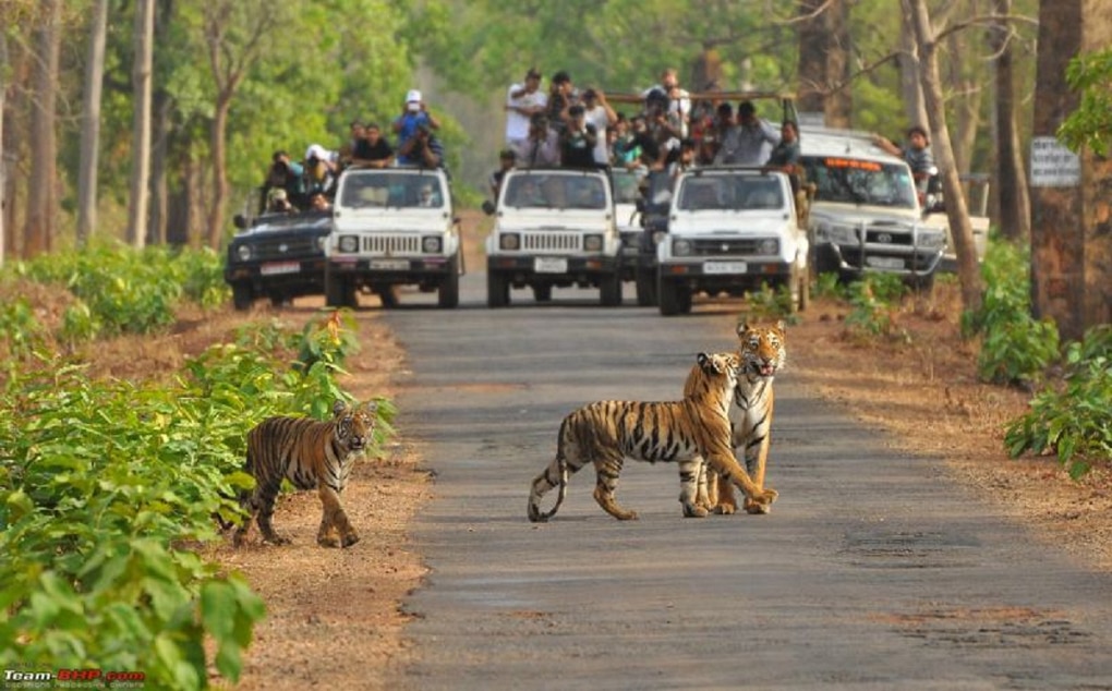 Best Safari Trips To Take In November