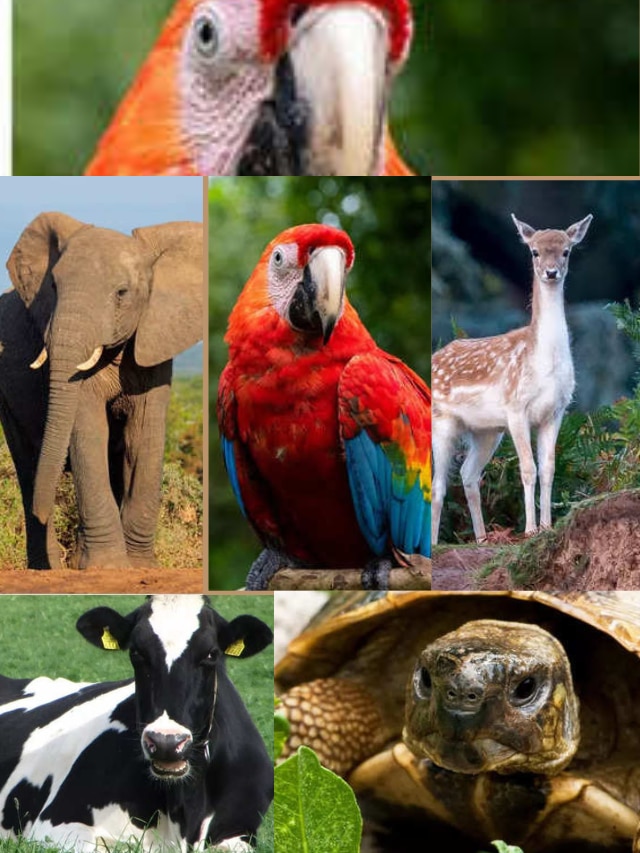 Which animals and birds are auspicious to have photos of at home