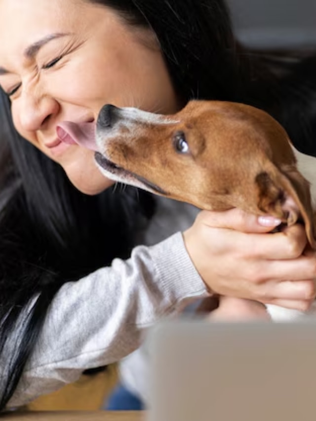 why do dogs lick their owners know interesting reason