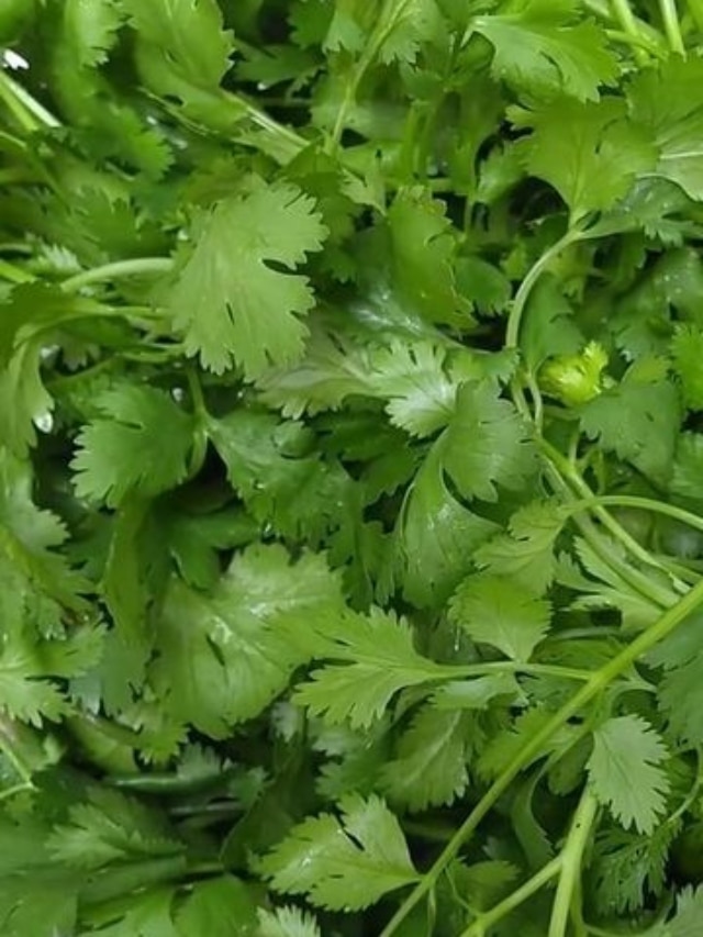 health tips Benefits of chewing coriander leaves