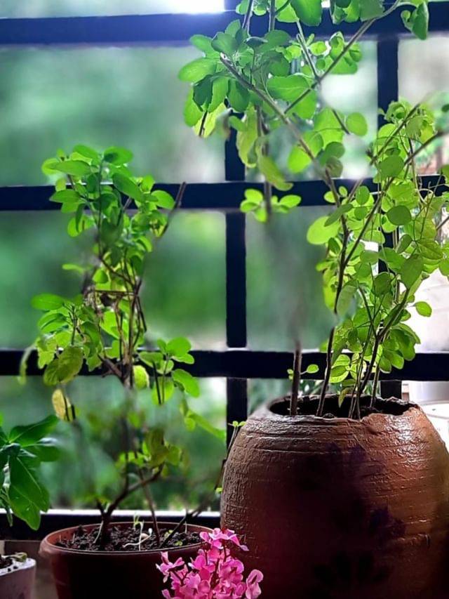 तुम्ही घरी तुळशीची किती रोपे लावू शकता? 