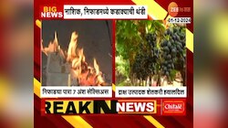 नाशिक, निफाडमध्ये कडाक्याची थंडी! द्राक्ष पिकाला बसला फटका