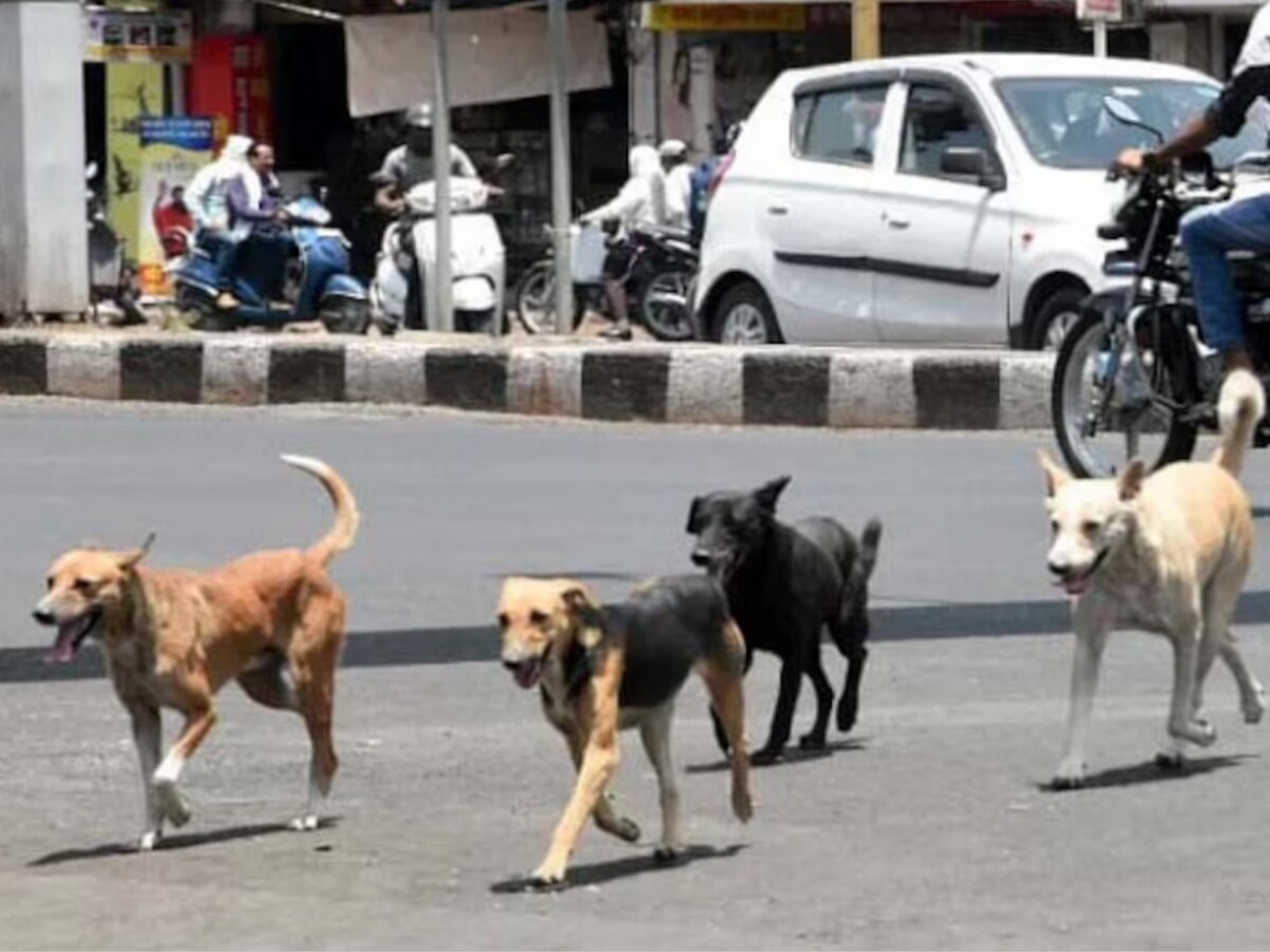 टिटवाळ्यानंतर आता लातूरमध्ये मोकाट कुत्र्यांचा उच्छाद, 3 वर्षाच्या मुलीला फरफटत नेले आणि...' title=