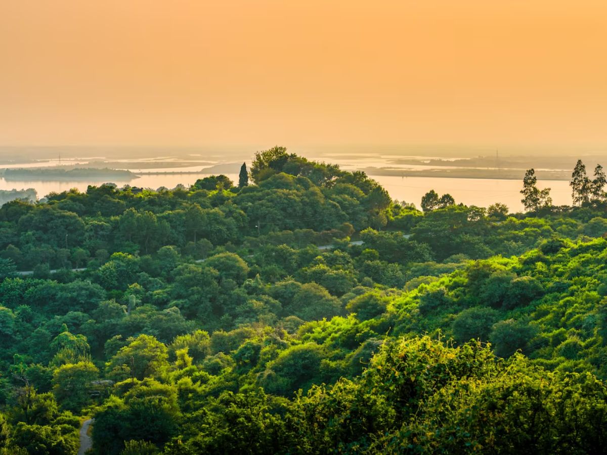 जग ग्लोबल वॉर्मिंगने होरपळत असताना भारतात मात्र जंगल वाढतंय, महाराष्ट्रातही वनक्षेत्र वाढलं