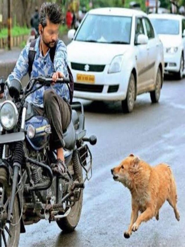 भटके कुत्रे गाड्यांच्या मागे का धावतात? 