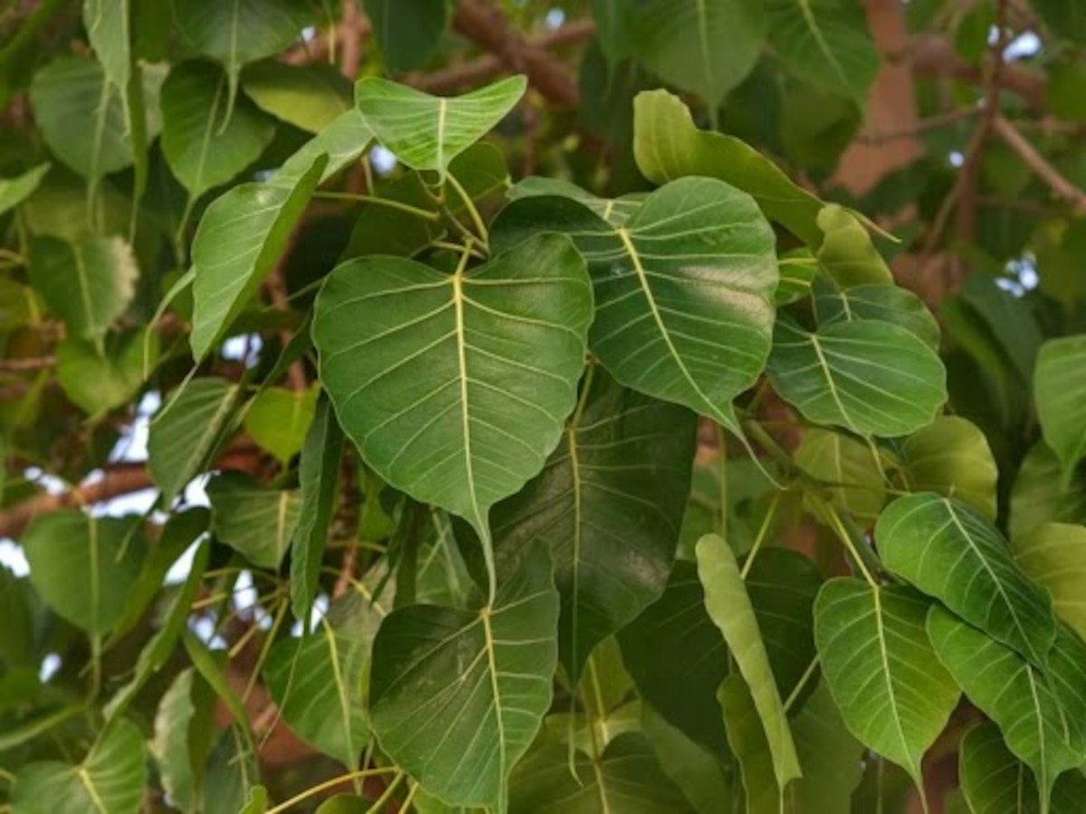 औषधीय गुणांची खाण आहे पिंपळाचं झाड, जाणून घ्या फायदे आणि कसा करावा वापर? title=