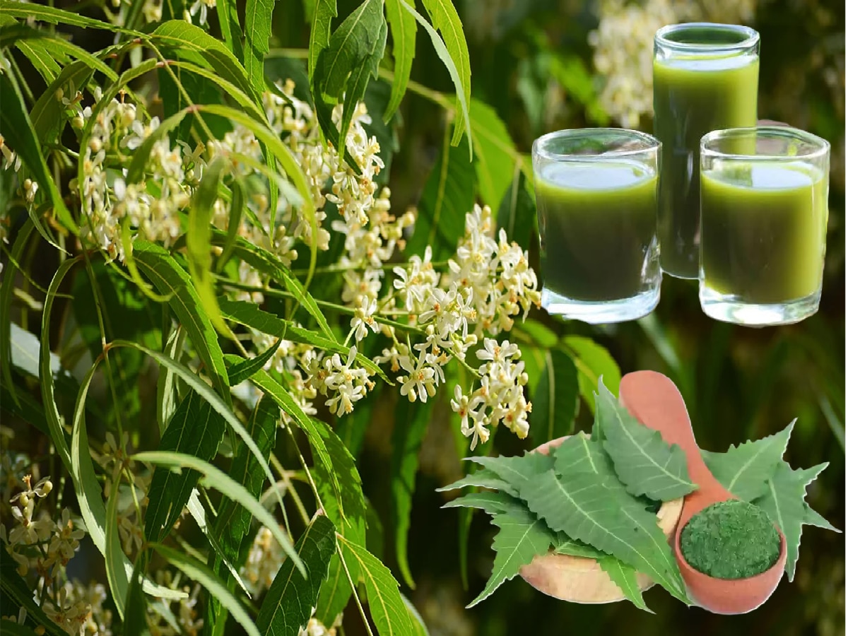 कडुलिंबाची पाने सतत खाणे किंवा रस पिणे आरोग्यासाठी फायदेशीर की नुकसानदायक? प्रमाण चुकलं तर...