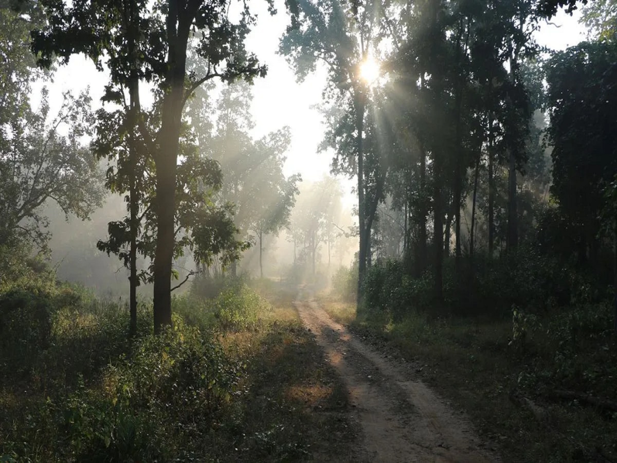 Maharashtra Weather News : पहाटे धुकं, दुपारी उकाडा, रात्री थंडी; तापमानातील चढ- उताराचा हवामानावर विपरित परिणाम  title=