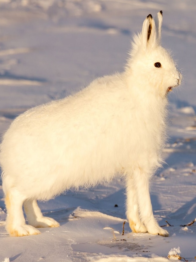 Snowy owl, harp seal, atlantic puffin, arctic fox, musk ox, Top 10 Arctic animals, What animals live in the Arctic and Antarctic, Arctic animals for Kids, Arctic animals facts, Antarctic animals, Arctic animals photos, Cold region animals pictures, arctic animals list a-z