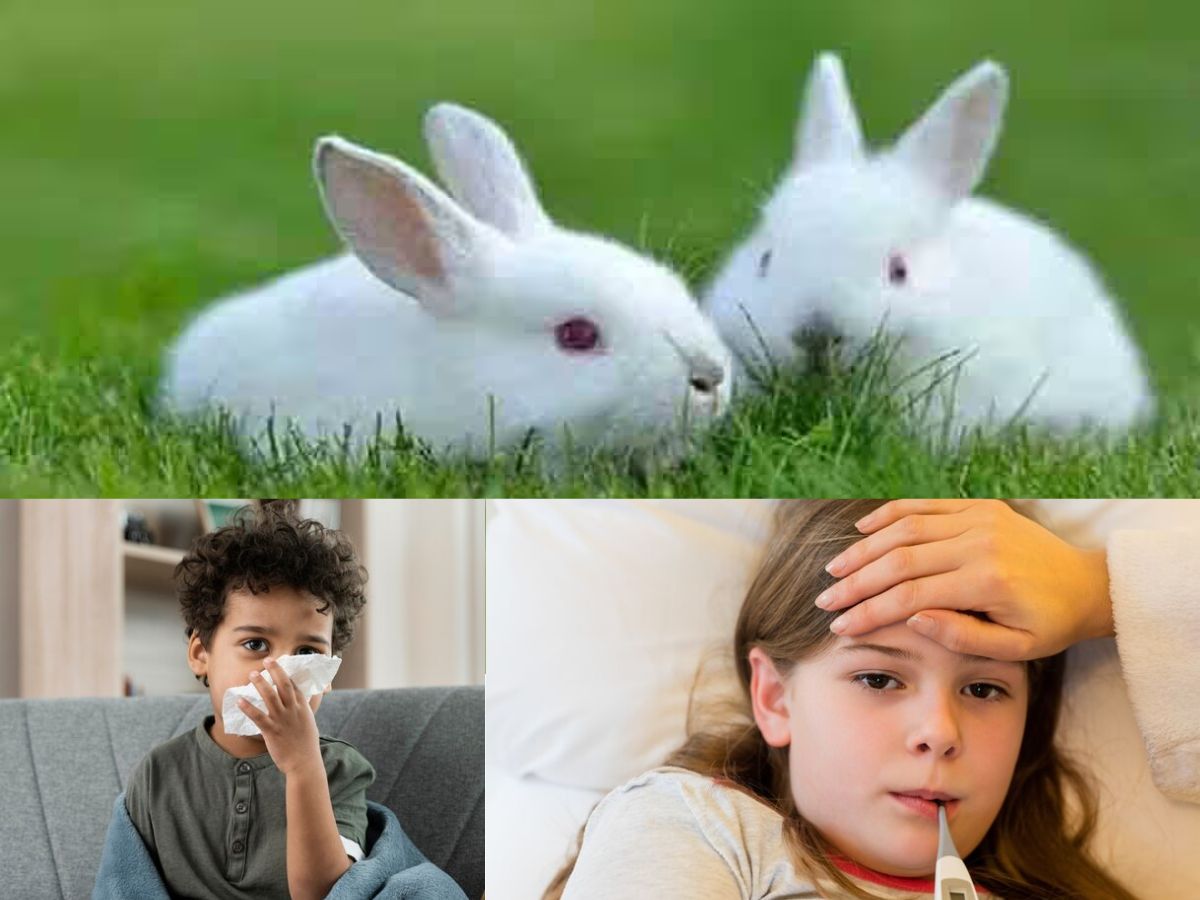 काय आहे रॅबिट फीवर? जाणून घ्या लक्षणे आणि त्यावरील उपाय | What is Rabbit  Fever? Know its symptoms and treatment