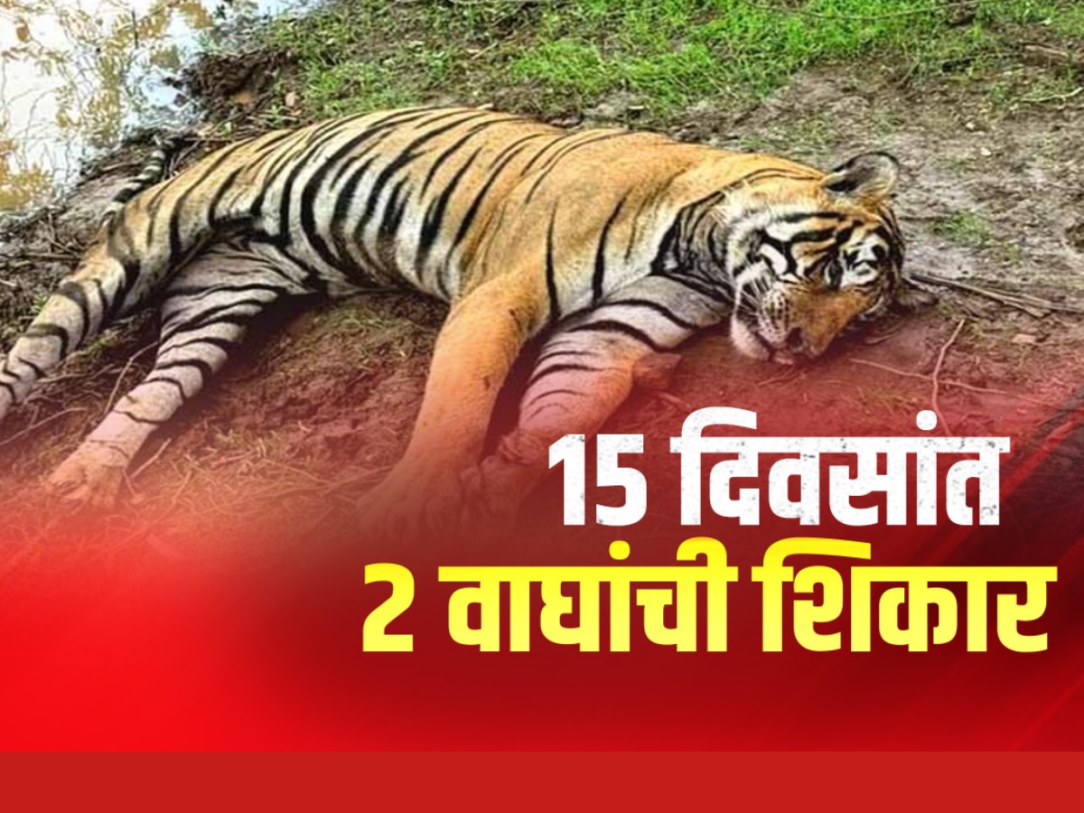 Tigers Poached:वाघांच्या नंदनवनातच वाघ का आलेयत धोक्यात?
