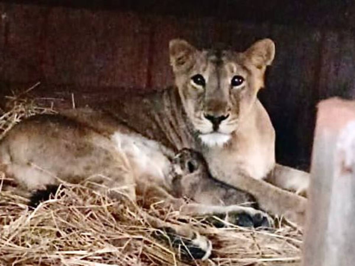 महाराष्ट्राचा Simba : 14 वर्षांच्या प्रदीर्घ प्रतीक्षेनंतर सिंह जन्मला! संजय गांधी राष्ट्रीय उद्यानात उत्सवाचा माहोल… title=