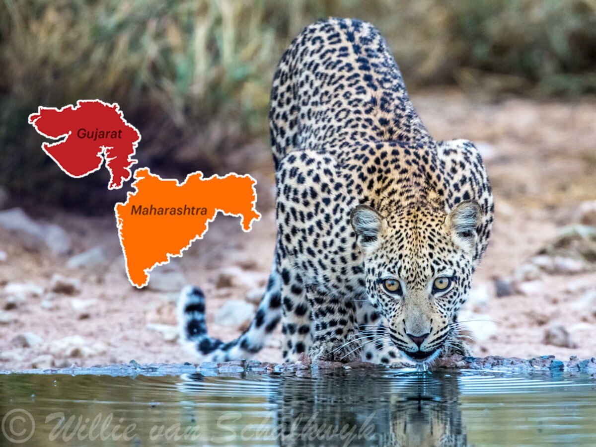 गुजरातच्या वनविभागामुळे महाराष्ट्रातील लोकांचा जीव धोक्यात! नर्मदेच्या पत्रातून बिबट्यांना…