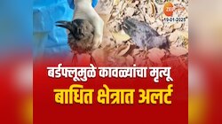 उदगीरवर घोंगावतंय बर्डफ्लूचं संकट, बर्डफ्लूमुळे कावळ्यांचा मृत्यू
