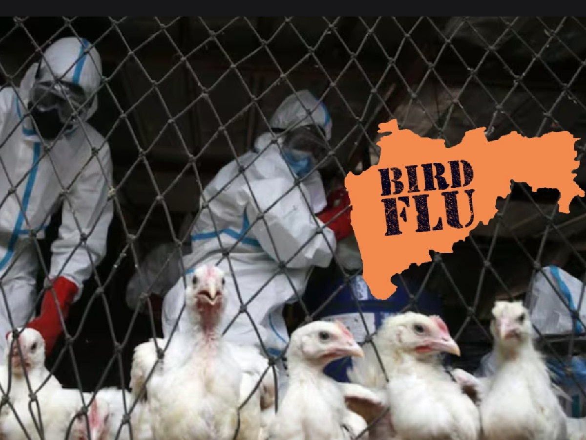 मोठी बातमी! महाराष्ट्रात Bird Flu चा प्रादुर्भाव; प्रशासनाकडून Alert Zone ची घोषणा title=