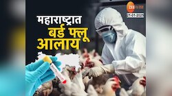 महाराष्ट्रात दोन ठिकाणी बर्ड फ्ल्यू दाखल