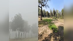 धुक्याची चादर, मध्येच कडाक्याची थंडी तर कुठे सणसणीत ऊन; पुढील 24 तासांसाठीच्या हवामान अंदाजाकडे दुर्लक्ष नको 