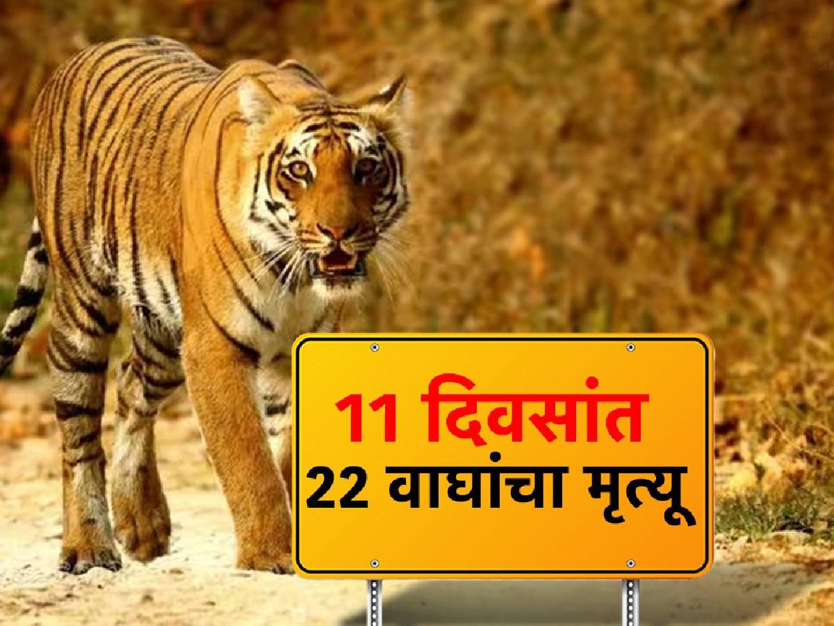 22 दिवसात 11 वाघांचा मृत्यू, वाघांच्या मृत्यूला जबाबदार कोण? title=