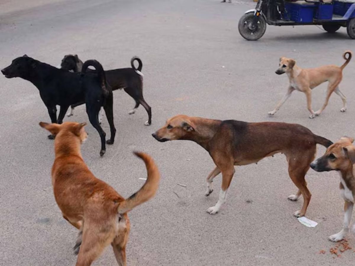 भटक्या कुत्र्यांना खायला घालण्यापासून रोखू शकत नाही; सोसायटीला आदेश देत कोर्टाचे महत्त्वाचे निरीक्षण title=