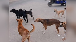 भटक्या कुत्र्यांना खायला घालण्यापासून रोखू शकत नाही; सोसायटीला आदेश देत कोर्टाचे महत्त्वाचे निरीक्षण