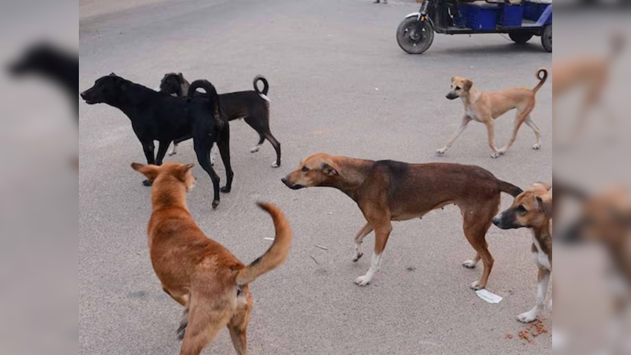 भटक्या कुत्र्यांना खायला घालण्यापासून रोखू शकत नाही; सोसायटीला आदेश देत कोर्टाचे महत्त्वाचे निरीक्षण