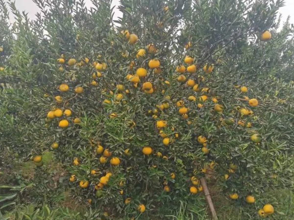 World Expensive Tree tangerine peel in Xinhui city uses Purpose