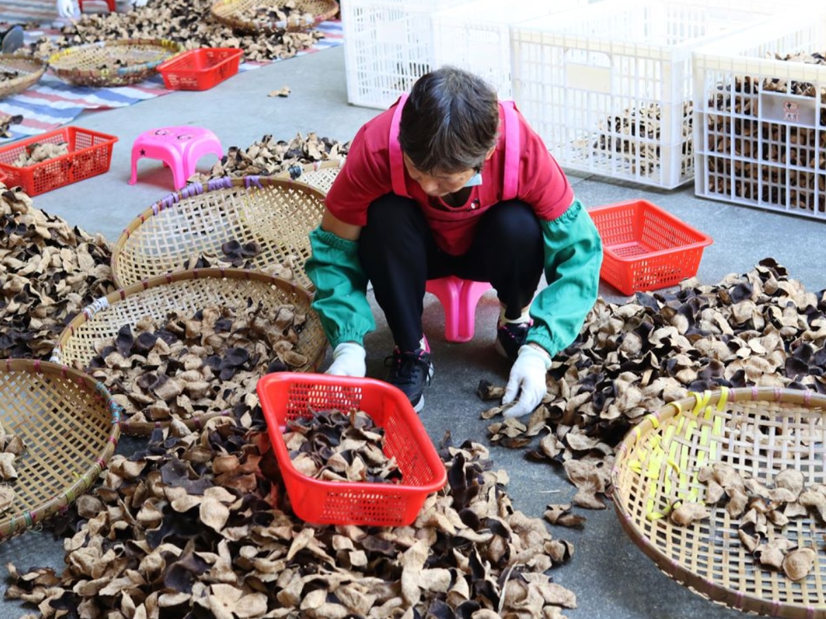 World Expensive Tree tangerine peel in Xinhui city uses Purpose