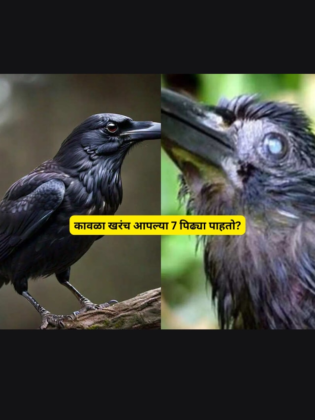 how many years Crow does it live Marathi News