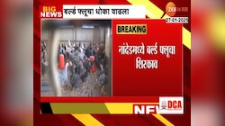 नांदेडमध्ये बर्ड फ्लूचा शिरकाव; 10 किमी परिसरात हाय अलर्ट 