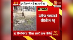लातूरमध्ये बर्ड फ्लूचा शिरकाव; निर्जंतुकीकरणाची प्रक्रिया सुरु