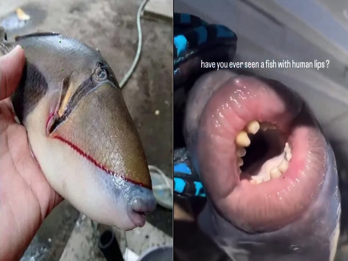 Viral Human Mouth Fish : दातवाला मासा पाहिला असेल पण ओठही अगदी माणसासारखेच! title=