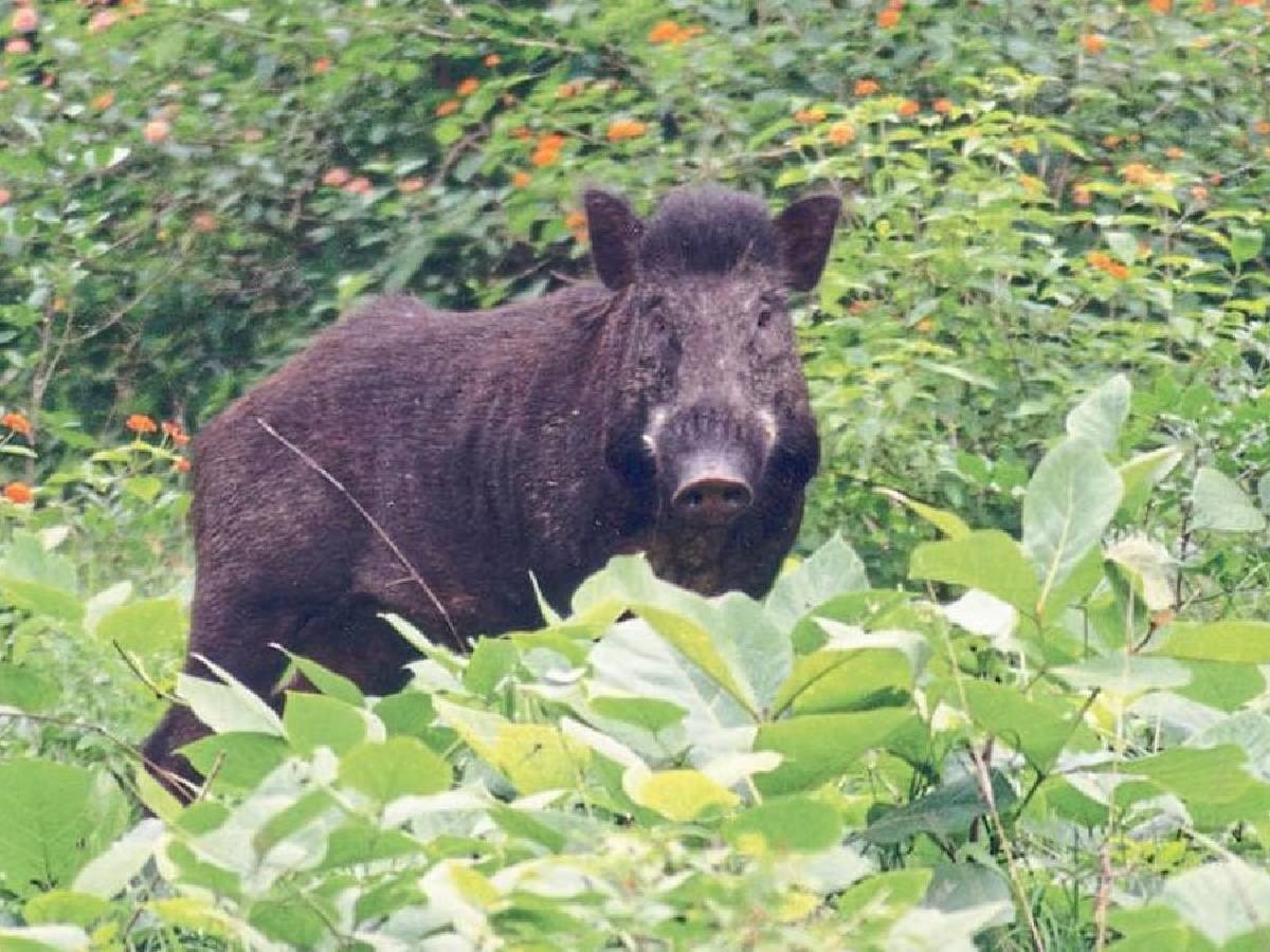 गोळी झाडली रानडुकरावर, आवाज आला माणसाचा! पालघरमध्ये हत्या प्रकरणी 9 मित्रांना अटक title=