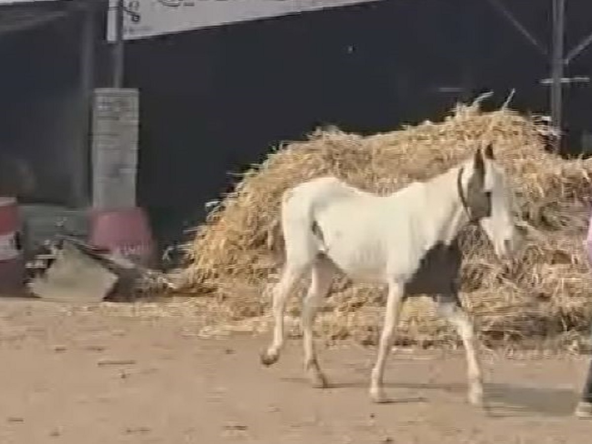 Crime : 8 वर्षांपासून घोडीच्या नशिबी कोर्टाच्या फेऱ्या; कुख्यात गुंड श्याम दाभाडे एन्काऊंटर प्रकरण
