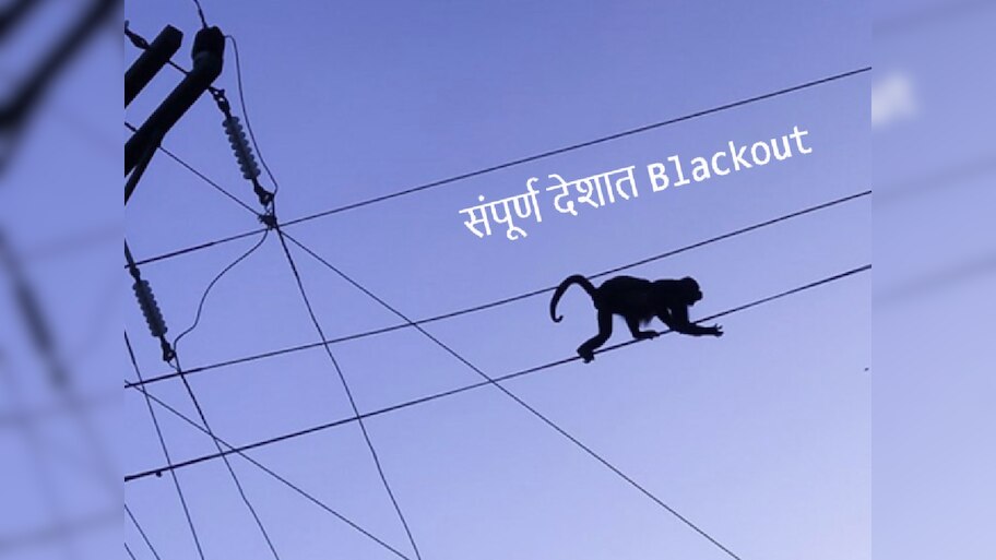 एका माकडामुळे 'या' देशातील संपूर्ण वीजपुरवठा खंडित! सब स्टेशनमध्ये घुसलं अन्...