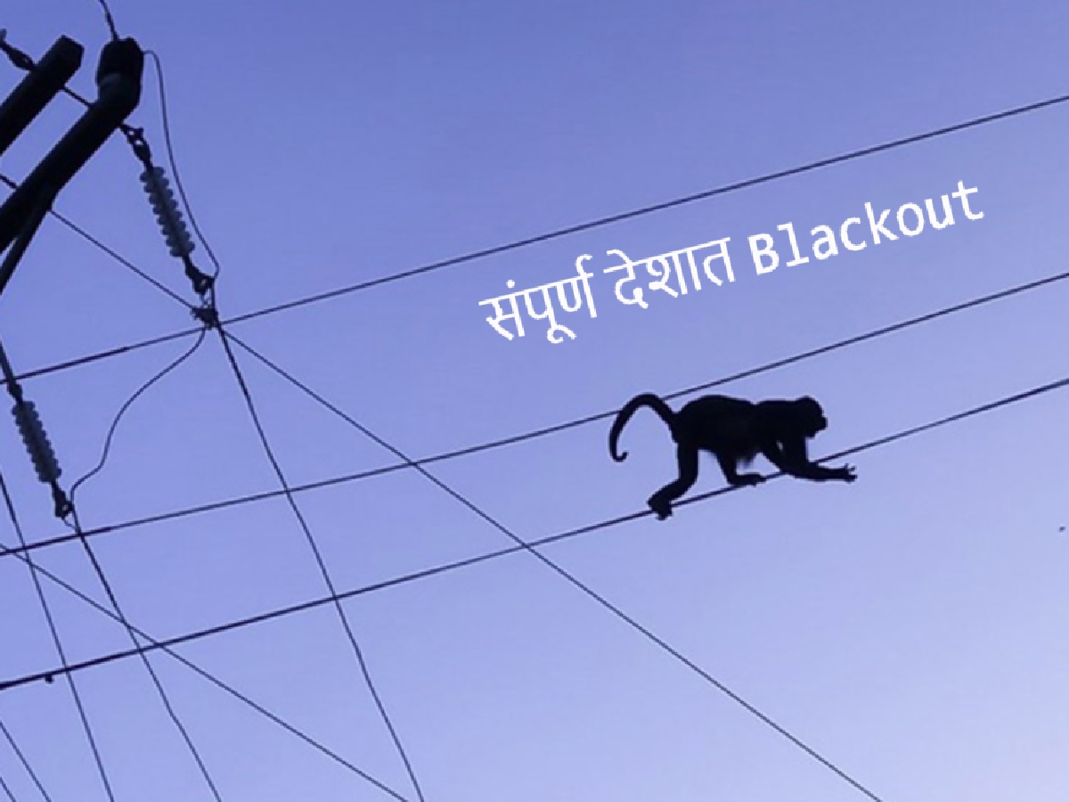 एका माकडामुळे 'या' देशातील संपूर्ण वीजपुरवठा खंडित! सब स्टेशनमध्ये घुसलं अन्... एका माकडामुळे 'या' देशातील संपूर्ण वीजपुरवठा खंडित! सब स्टेशनमध्ये घुसलं अन्...