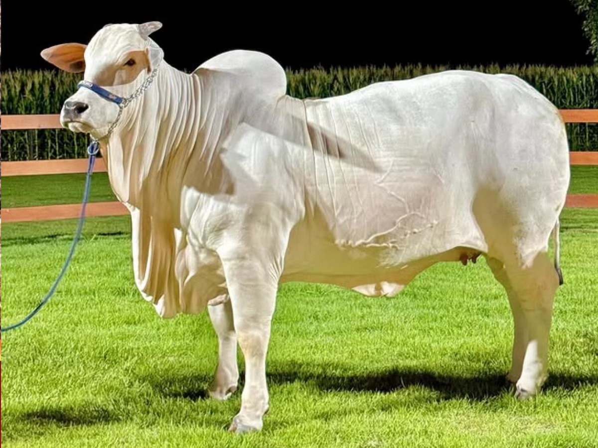 Expensive Cow : किंमत 40 कोटी, पृथ्वीवरील सर्वात महागडी गाय; भारतातील 'या' राज्याशी खास कनेक्शन | title=