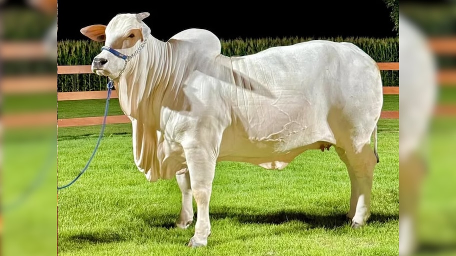 Expensive Cow : किंमत 40 कोटी, पृथ्वीवरील सर्वात महागडी गाय; भारतातील 'या' राज्याशी खास कनेक्शन |