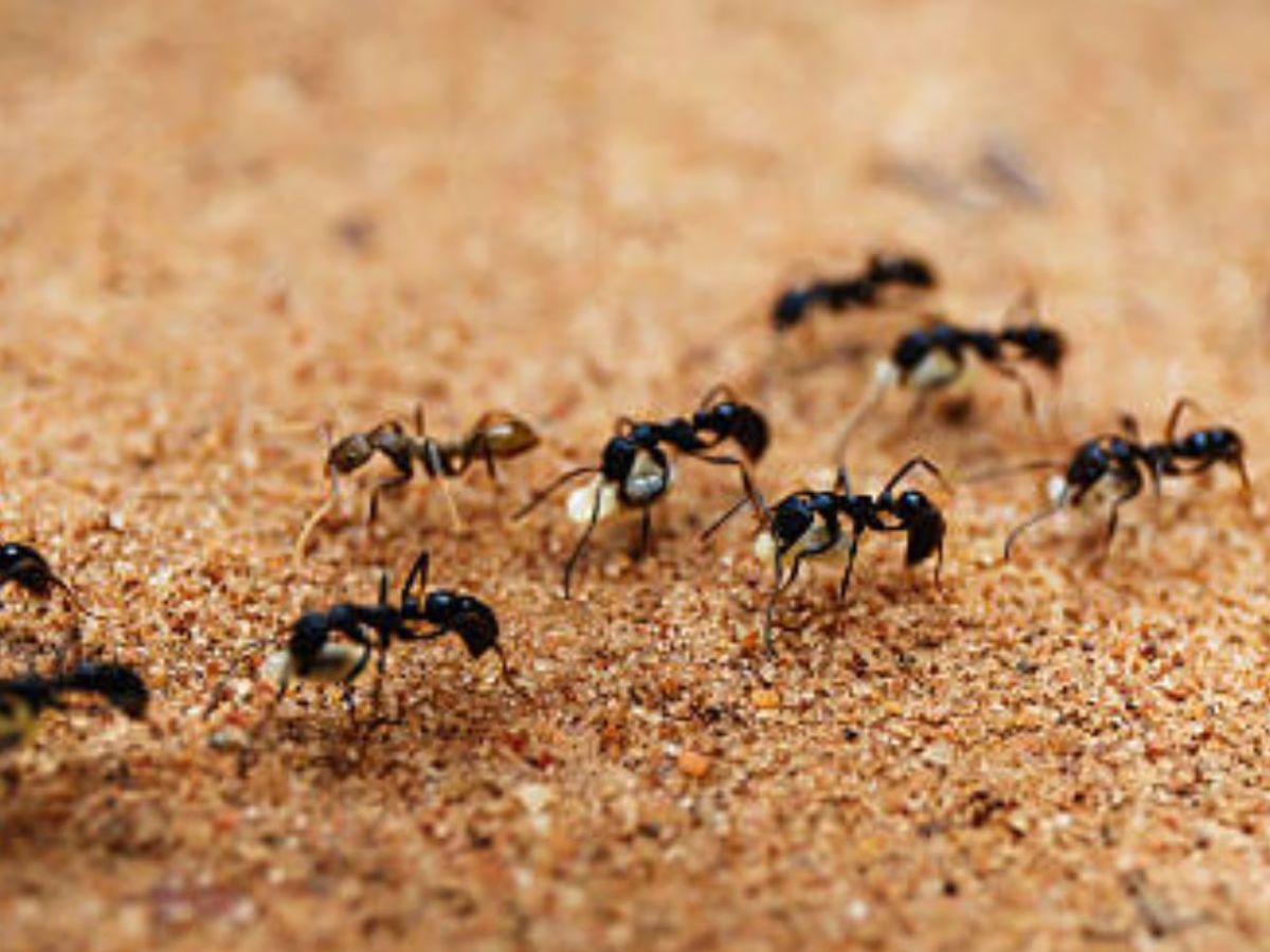 Why do ants walk in a line 