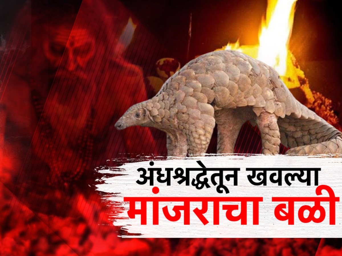 ‘खवल्या मांजर आणि पायाळू मुलगी’ गुप्तधनाच्या शोधासाठी 6 जणांनी…; हादरवणारा प्रकार!