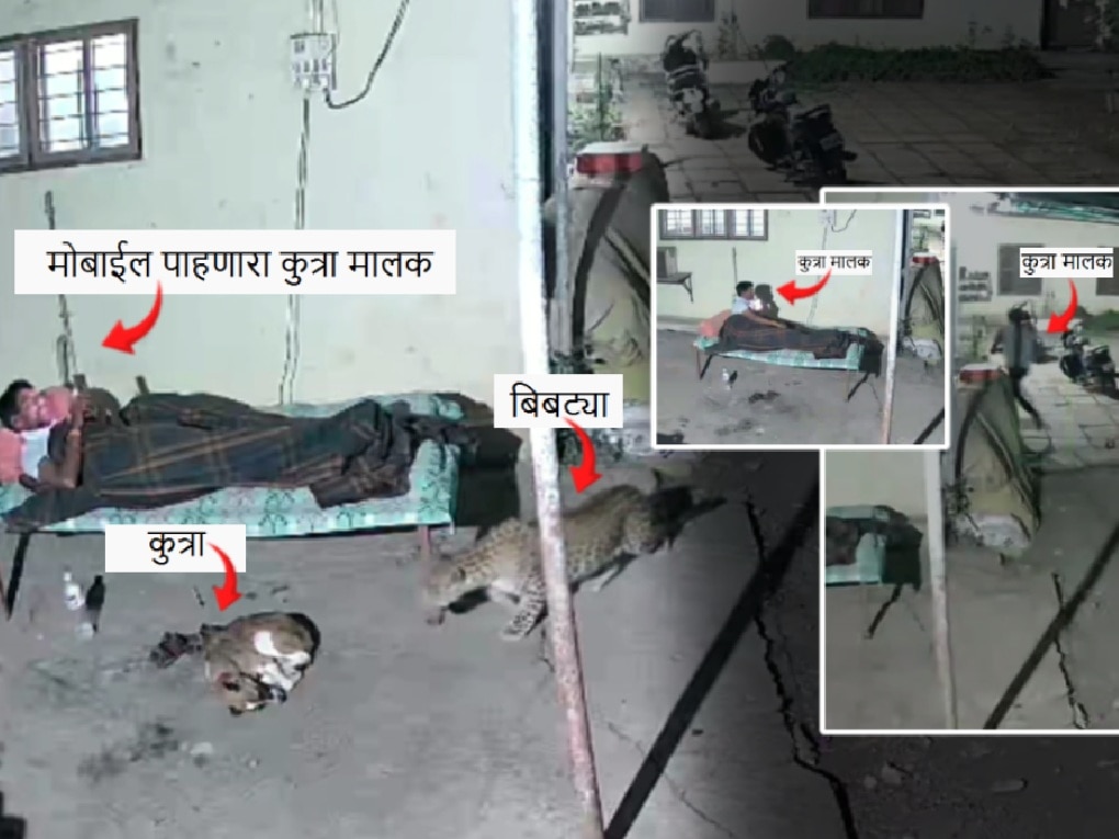 पुणे: मालक मोबाईल पाहण्यात गुंग! शेजारी झोपलेल्या पाळीव कुत्र्याची बिबट्याने केली शिकार; पाहा CCTV फुटेज