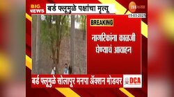बर्ड फ्लूमुळे सोलापूर मनपा अ‍ॅक्शन मोडवर; शहरातील 3 ठिकाणं 21 दिवसांसाठी बंद 