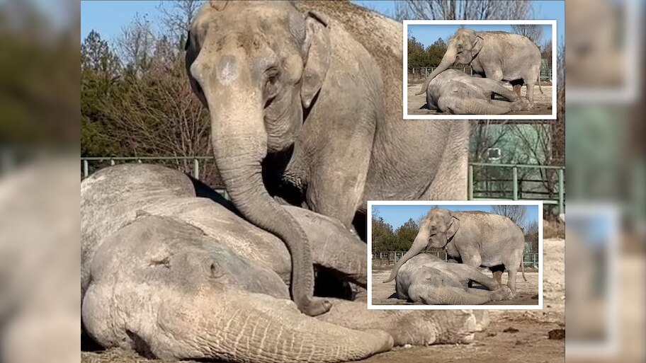 Viral video of Elephant refuses to leave fallen friend side | ही दोस्ती ...