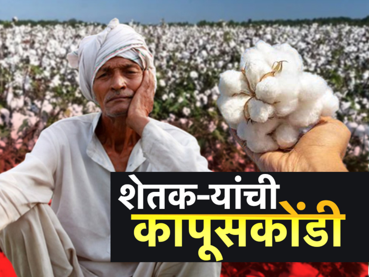 महाराष्ट्रातील शेतकऱ्यांची अडचण वाढणार?, भाव घसरल्याने कापूस घरातच पडून! महाराष्ट्रातील शेतकऱ्यांची अडचण वाढणार?, भाव घसरल्याने कापूस घरातच पडून!
