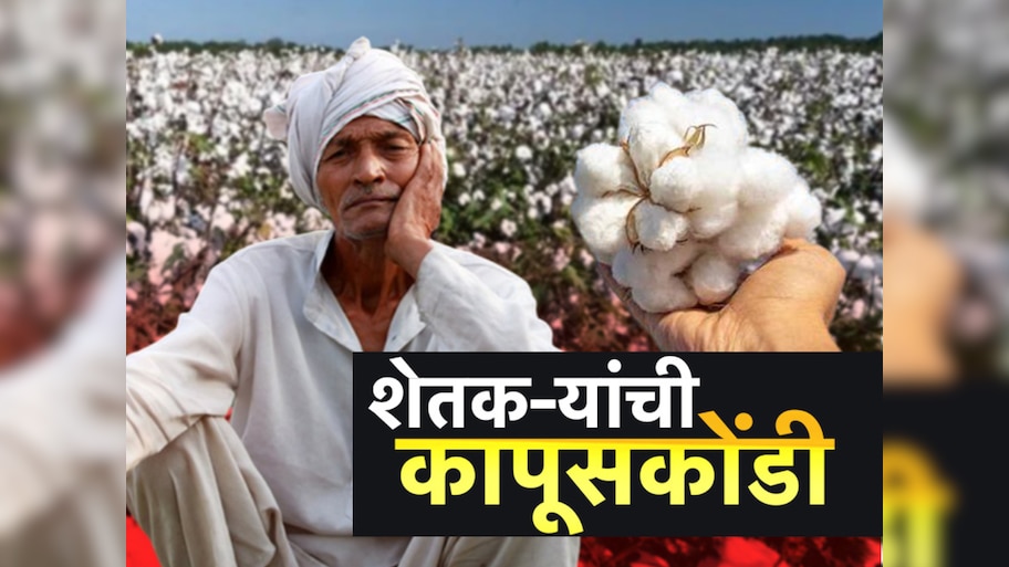 महाराष्ट्रातील शेतकऱ्यांची अडचण वाढणार?, भाव घसरल्याने कापूस घरातच पडून!