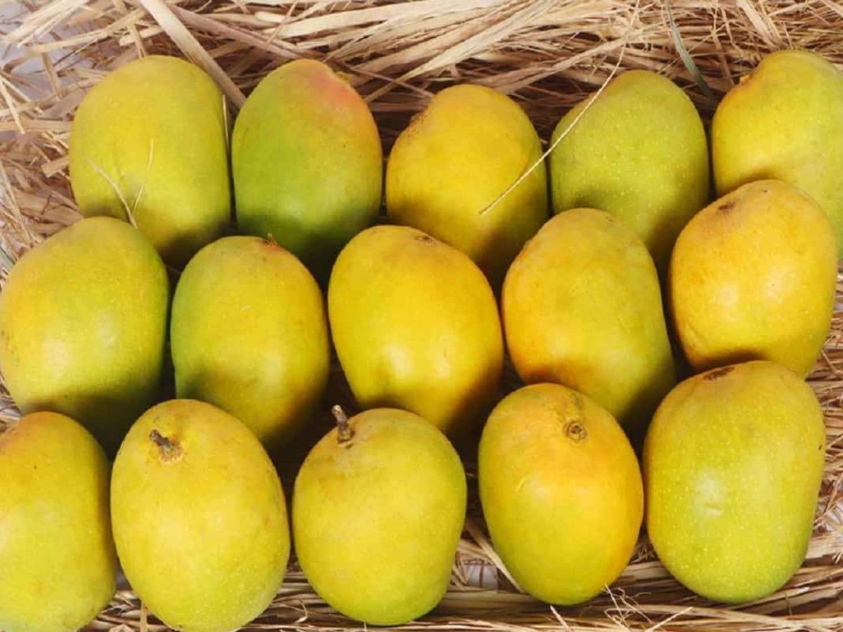 देवगड हापूसच्या जागी कर्नाटक आंब्याची विक्री; फसवणूक टाळण्यासाठी यूआयडी बारकोड पाहूनच खरेदी करा! 