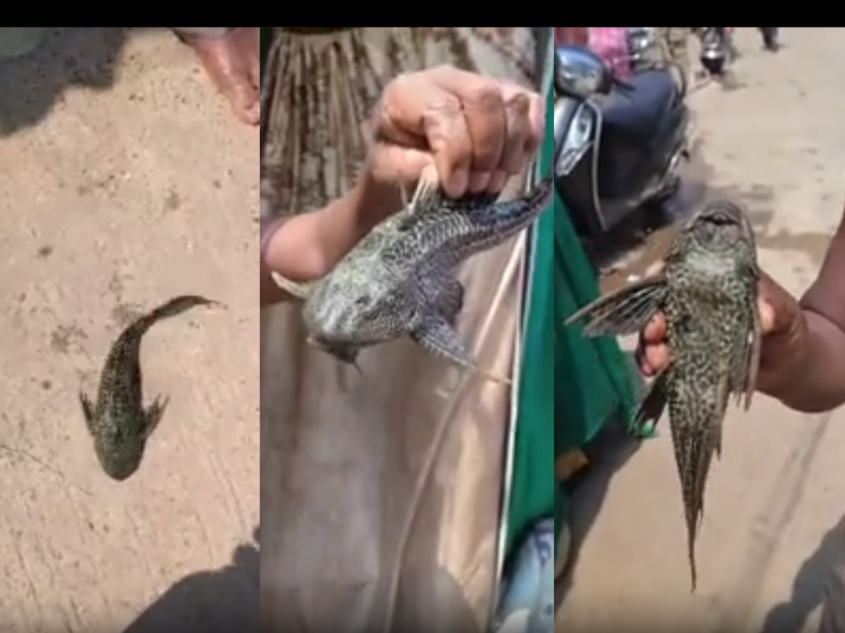 महाराष्ट्रात आढळला दक्षिण अमेरिकेतील मूळ प्रजातीचा दुर्मिळ मासा; पाहून सारेच झाले आवाक्! महाराष्ट्रात आढळला दक्षिण अमेरिकेतील मूळ प्रजातीचा दुर्मिळ मासा; पाहून सारेच झाले आवाक्!
