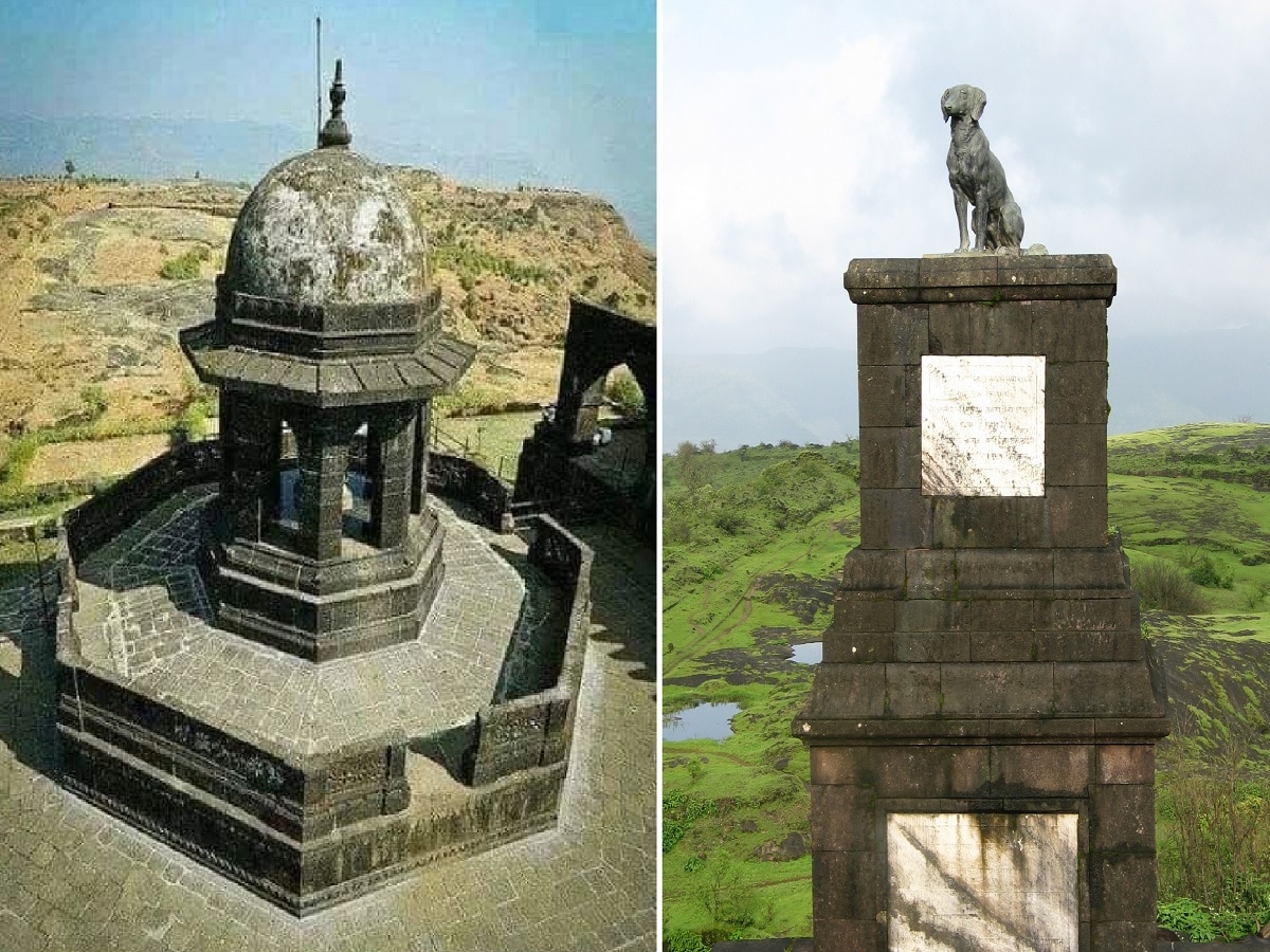   किल्ले रायगडावरील वाघ्या कुत्र्याची समाधी हटवण्याची मागणी; कोणी आणि का केलेय ही मागणी?
