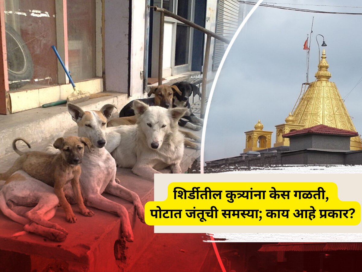 साईनगरीतील कुत्र्यांना केस गळती, पोटात जंतूची समस्या; काय आहे प्रकार? कारण धक्कादायक!