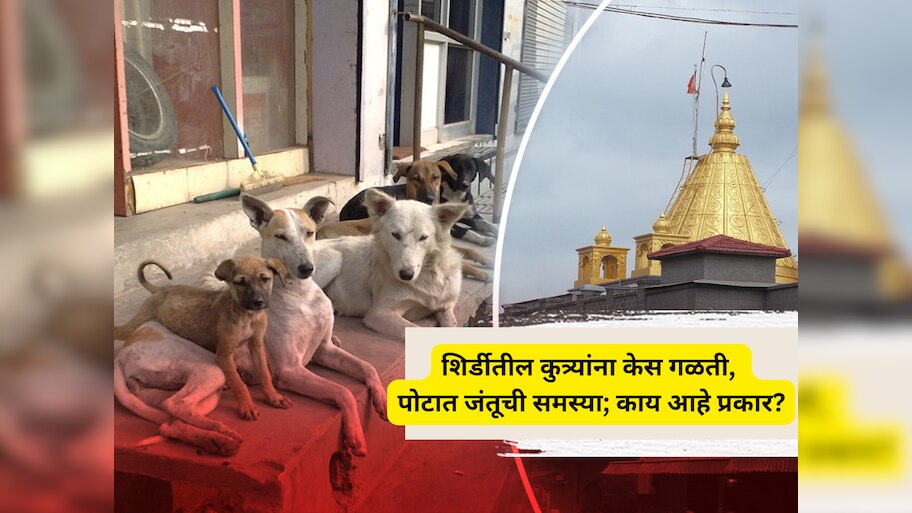 साईनगरीतील कुत्र्यांना केस गळती, पोटात जंतूची समस्या; काय आहे प्रकार? कारण धक्कादायक!