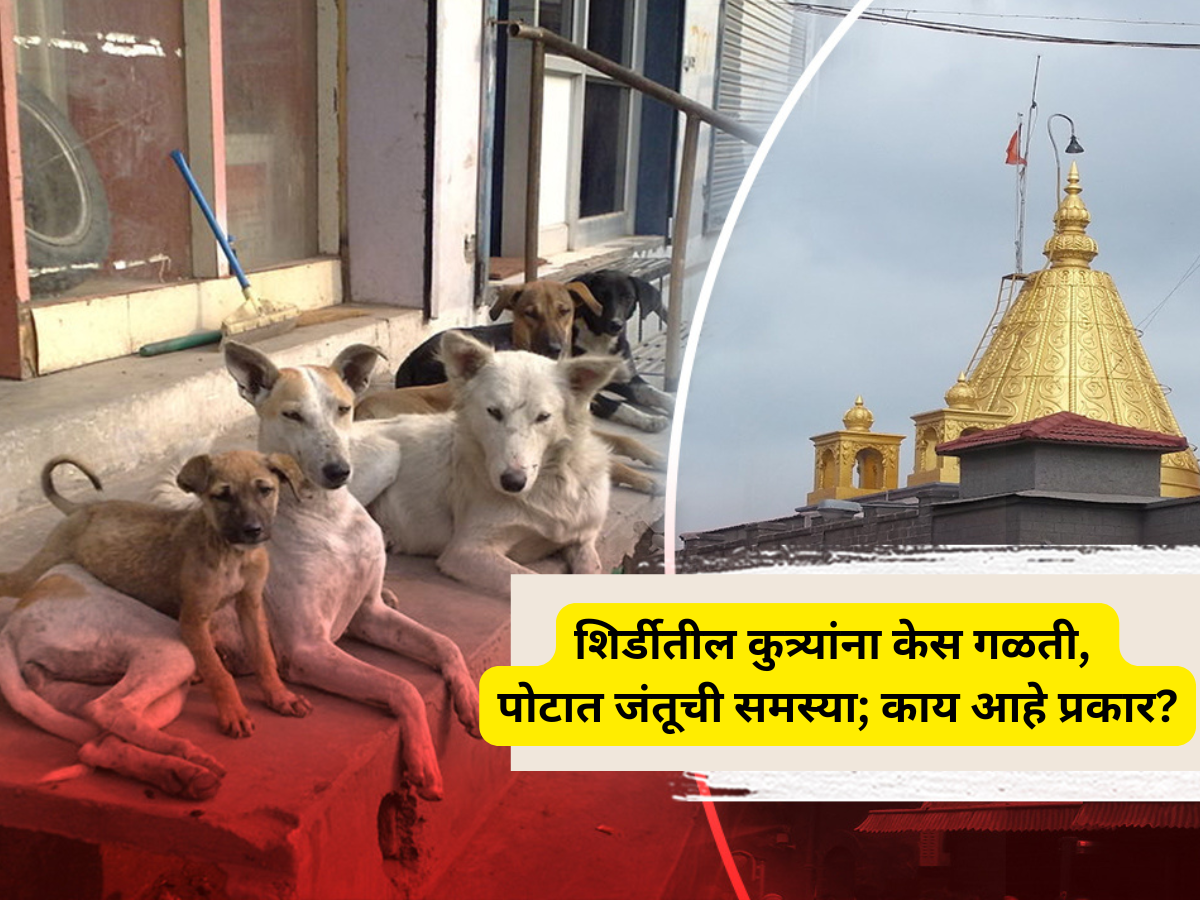 साईनगरीतील कुत्र्यांना केस गळती, पोटात जंतूची समस्या; काय आहे प्रकार? कारण धक्कादायक! साईनगरीतील कुत्र्यांना केस गळती, पोटात जंतूची समस्या; काय आहे प्रकार? कारण धक्कादायक!
